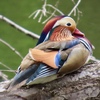 ラッキーは諦めかけた瞬間に訪れる🦆
