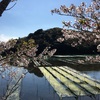 海と桜