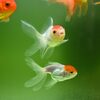 【金魚編】金魚飼育はアクアリウム初心者向けではない？金魚の飼育のコツと注意点を解説
