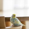 かみ癖がひどい！セキセイインコが咬む理由と対処法まとめ