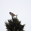 ホオグロスズメ Cape Sparrow