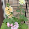 アルセア開花中：種まき8ヶ月と9日目