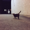 モントリオールの猫２