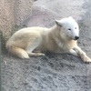 那須どうぶつ王国の渋い動物に会う