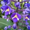 青紫の花(ディコリサンドラ・ティルシフロラ)