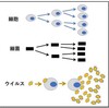 (44)ウィルスとは何か。もう一度。