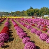 2022年11月牛久菊花公園へ行ったヨ♪菊花の画像をご紹介