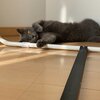 社長、島コテツ495(コテツ　猫　3歳)