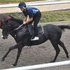 ＪＲＡの競走馬登録が完了。思っていたよりも元気があって、ＮＦしがらきで順調に乗り出しています。☆ミスターサファリ