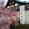 京都　長徳寺　梅と義両親