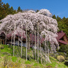 【福島の桜2024】福島市の桜––慈徳寺の種蒔桜，芳水の桜，右輪台山のしだれ桜，大蔵寺の桜