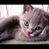 「 猫にトリッパ  ?! 」　　猫　に関するイタリア語の面白い表現　（8-7）