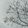 16, 11. 2016　冷たい雨