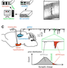 Operant conditioning of synaptic and spiking activity patterns in single hippocampal neurons.