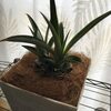 【パイナップル栽培】生ごみがお洒落な観葉植物に！