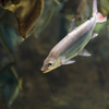 ゴライアスタイガーフィッシュ Hydrocynus goliath