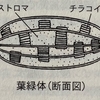 CO2還元(光合成について)