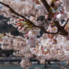 嵐山の桜（3）