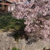 今年最後の桜＠高遠城址公園
