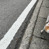 犬も歩けば棒に当たる。ユクも歩けば……