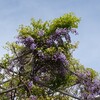 柏市あけぼの山公園付近の藤