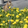 福ニャン日記　花見の人出