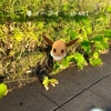 ポケモンGOにっき（しあわせタマゴでポッポマラソン）