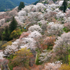 日本一の桜名所・吉野山｜エリアごとの見どころ完全ガイド【2025年版】
