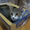 使用用途が違う