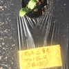 野菜の発芽