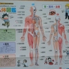 医学の前に人体を