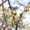 蝋梅（ろうばい）Chimonanthus praecox