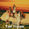 【歌詞和訳/るび】Tall Trees：トール・ツリーズ - (G)I-DLE：アイドゥル