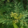 Zanthoxylum schinifolium　イヌザンショウ