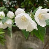 雨の季節　もう梅雨？