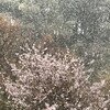 4月の霙雪