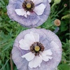 アメージンググレイと草花の6月