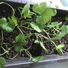 ツボクサ育成順調とランナー先の発根
