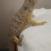 もうしょうがないかな