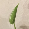 #34 モンステラ 植え替え後の変化