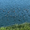 渡り鳥さんが増えてきた。渡り鳥さんのグルメと健康