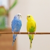インコに関する雑学！