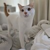 猫のために愛用していた化粧水を見直した話