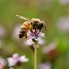 ミツバチ　福岡県福津市奴山
