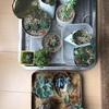 植物のある暮らし