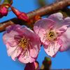 河津桜と鳥さんたちの午後・・・♪