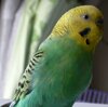 パセリ通院の日