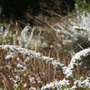 春に雪が積もっているように咲く小さな白いお花たち