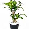 スーパーの植物販売が素晴らしい件。