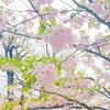 カリブル